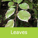 Fagus Sylvatica Purpurea Tricolor Early Leaf Colour